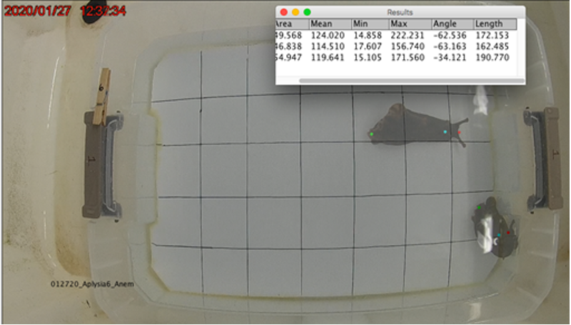 Aplysia californica’s mouth, rhinophores, and tail measures using ImageJ software.