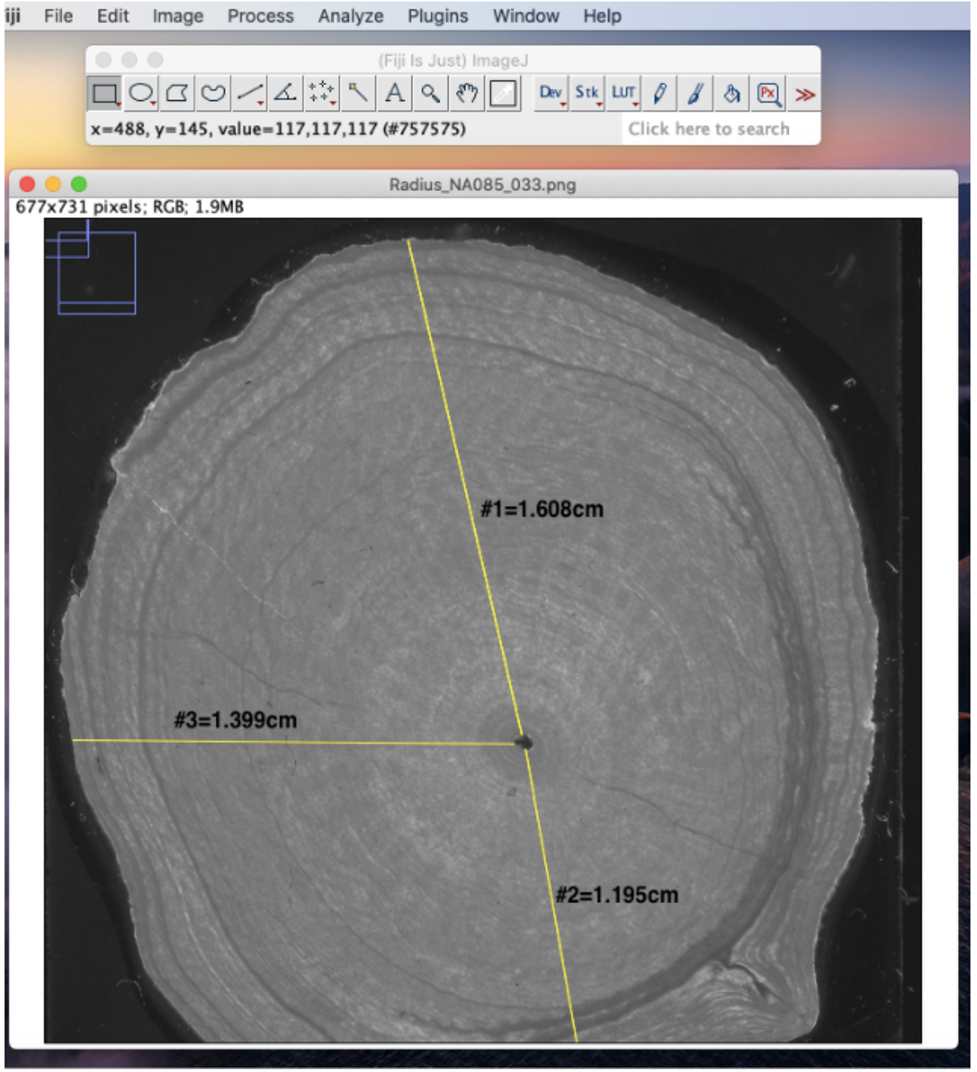 Part of Heran’s methodology which consisted of measuring the radius of sampled deep sea bamboo corals using Fiji/ImageJ. Photo by: Heran A.