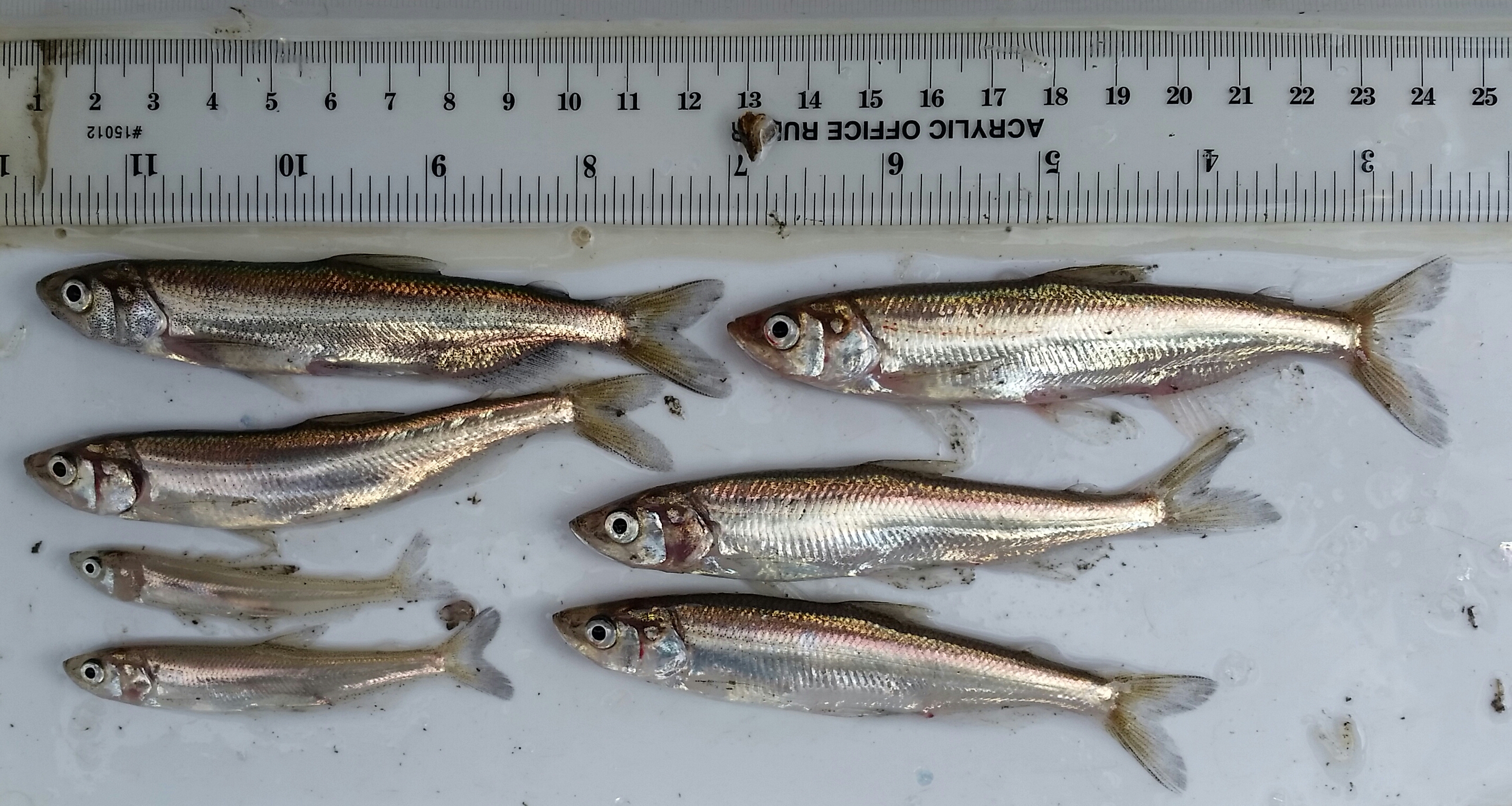 Multiple life stages of male and female Longfin Smelt from the San Francisco Estuary.