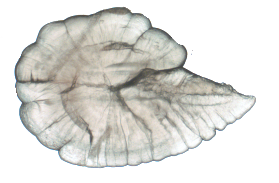 A cross-section of a Longfin Smelt otolith.