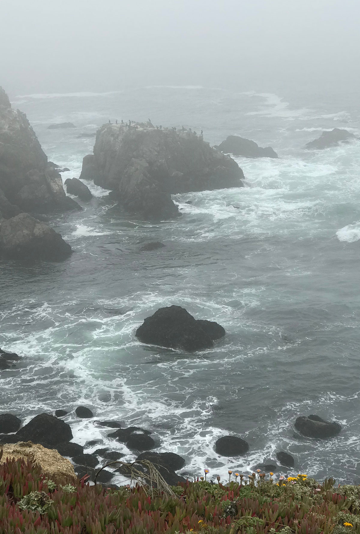 The rocky intertidal at Bodega Marine Lab. Photo credit: Jaylen Parks/Tuskegee University. 