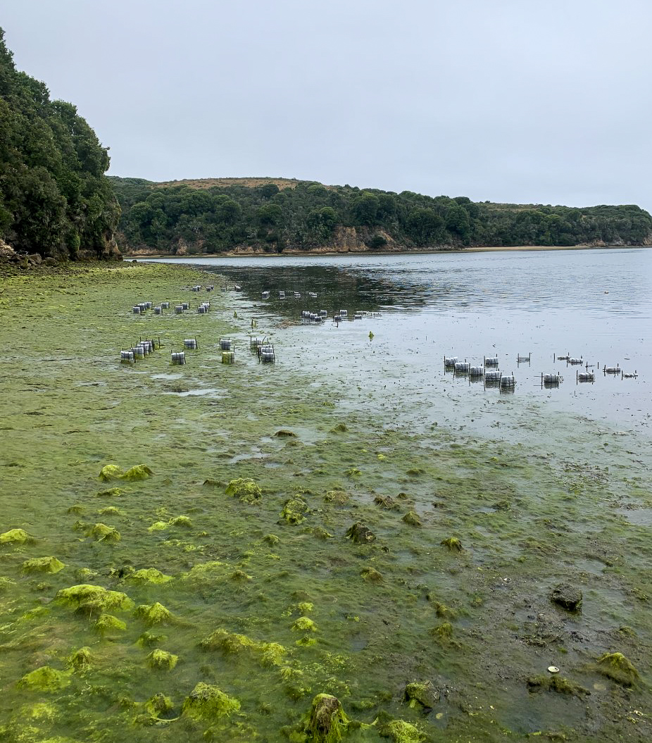 Ben Rubinoff's Fieldwork