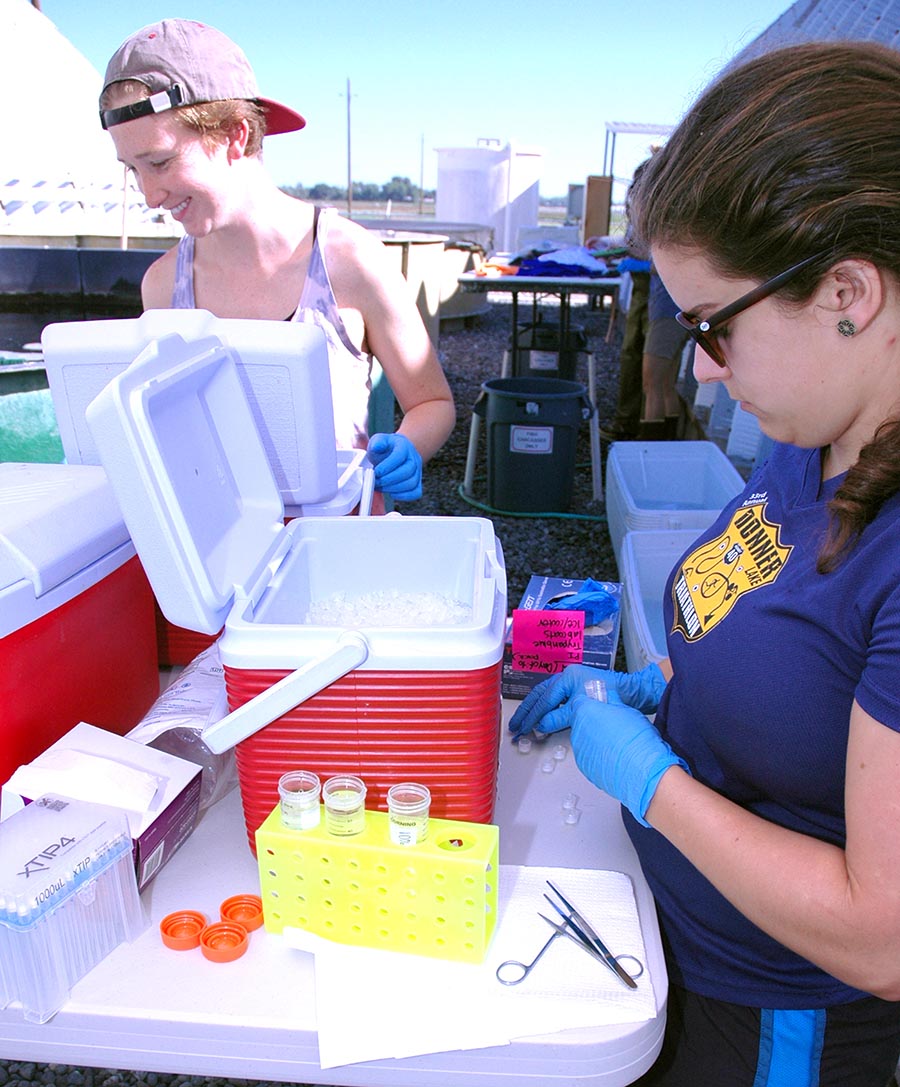 Graduate students Grace Auringer (left) and Aviva Fiske (right) collect tissue samples from white sturgeon at the UCD Center for Aquatic Biology and Aquaculture for ploidy analysis and transcriptome sequencing.