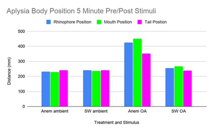 A graph showing how far Aplysia’s body positions moved under each treatment and stimulus during the experiment. Photo by: Hannah Sullivan