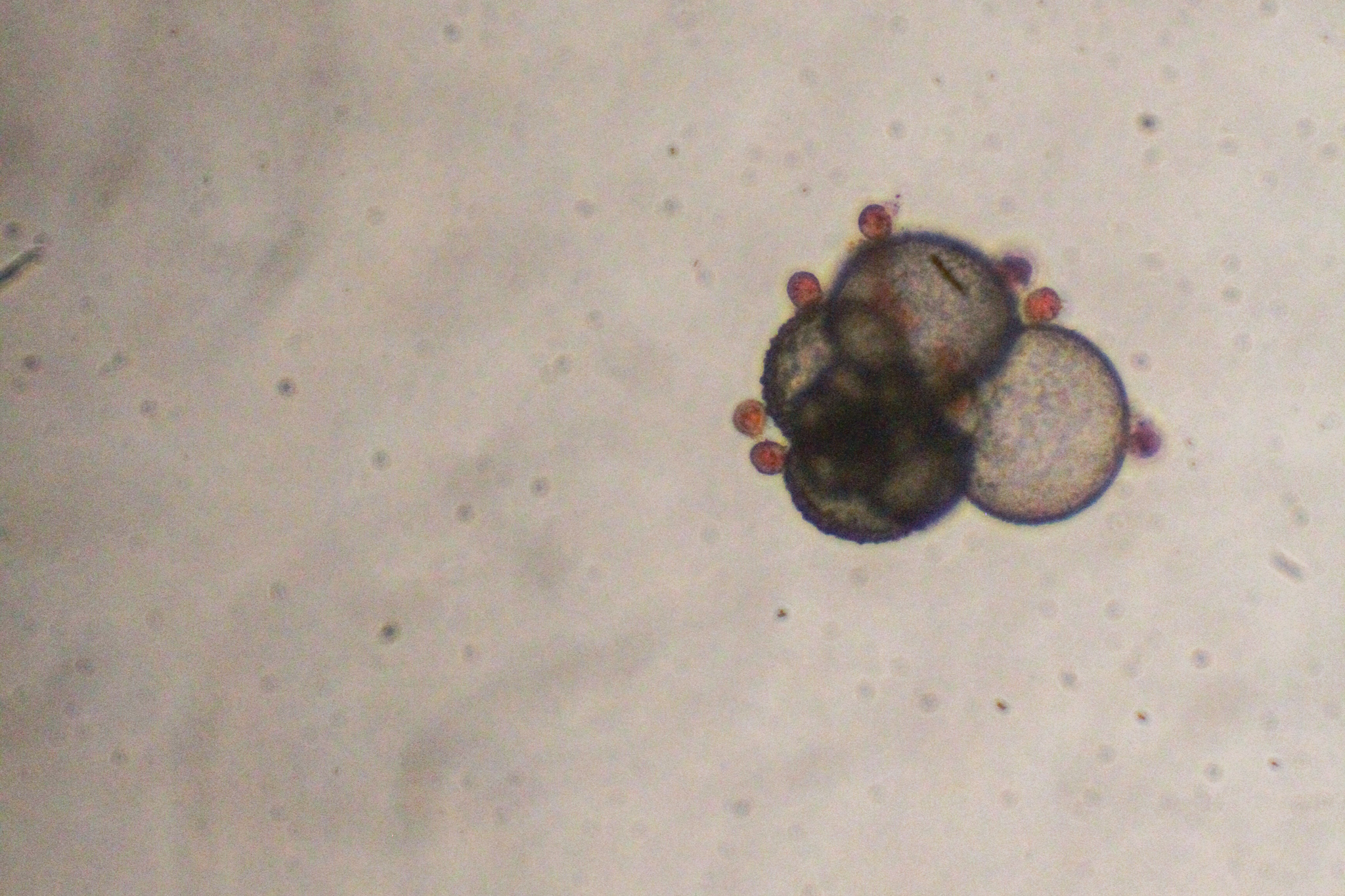 empty mother foraminifera shell surrounded by her smaller reddish offspring foraminifera