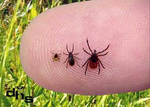 ticks