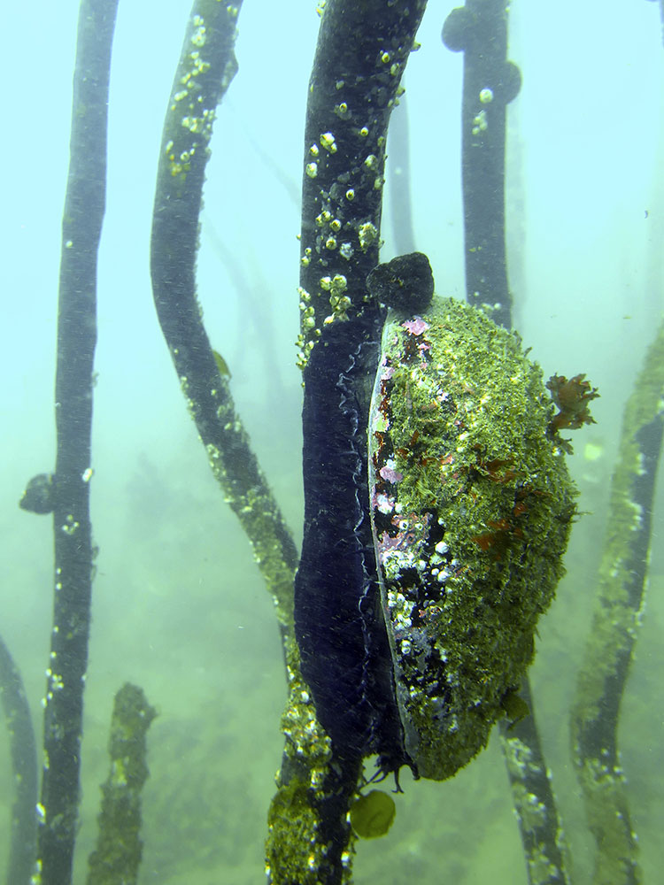 A north coast red abalone demonstrates unusual behavior by climbing a kelp stalk, exposing its vulnerable underside in search of food. Photo credit: Katie Sowul