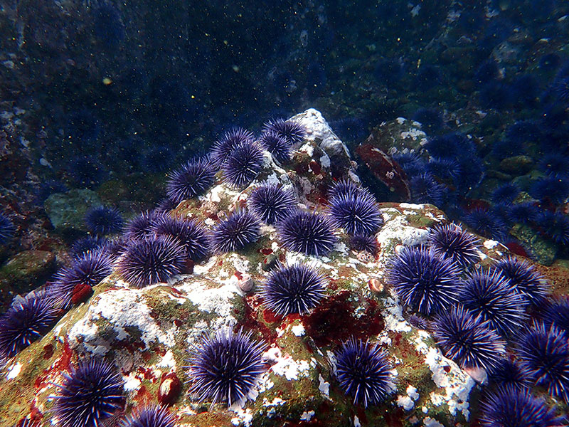 An urchin barren: purple urchins covering bare rock. Photo credit: Katie Sowul