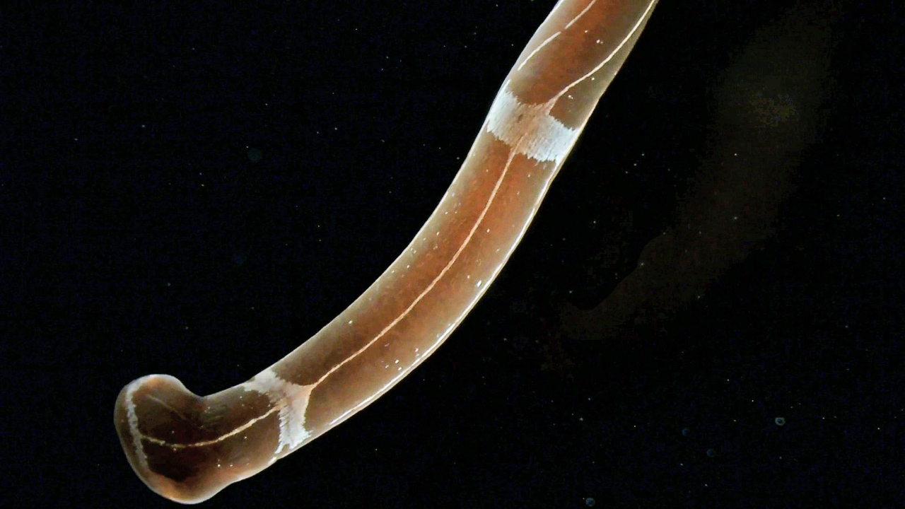 Tubulanus sexlineatus