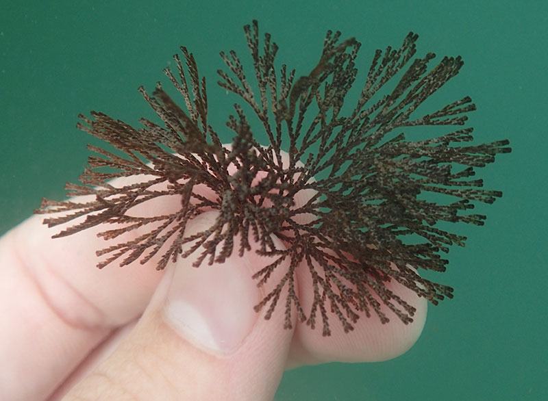 An adult Bugula neritina collected from the docks.
