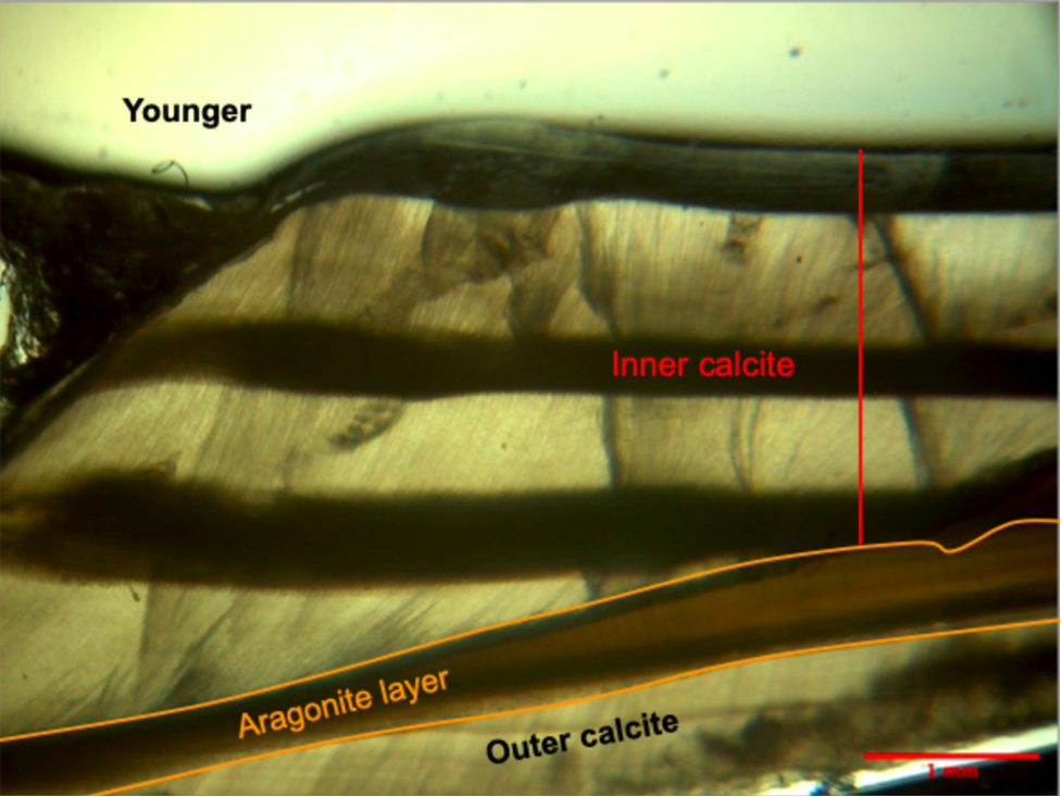 Using ImageJ to calibrate and to count the number of growth bands. Photo by: Pemba Sherpa