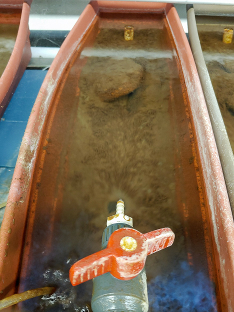 River polychaete tray infected with C. shasta