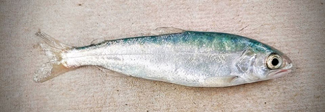 Juvenile Chinook salmon