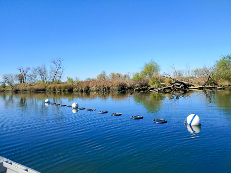 Exposure cages in the Delta-San Joaquin River confluence