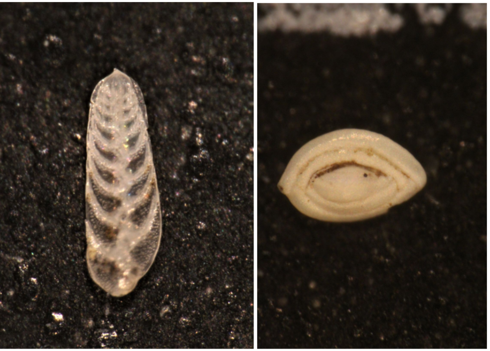 Photos of microscopic foraminifera. Photo by: Hannah Palmer