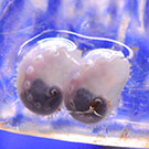 "White Abalone, Photo credit Josh Asel"