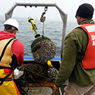 "oceanography minor"