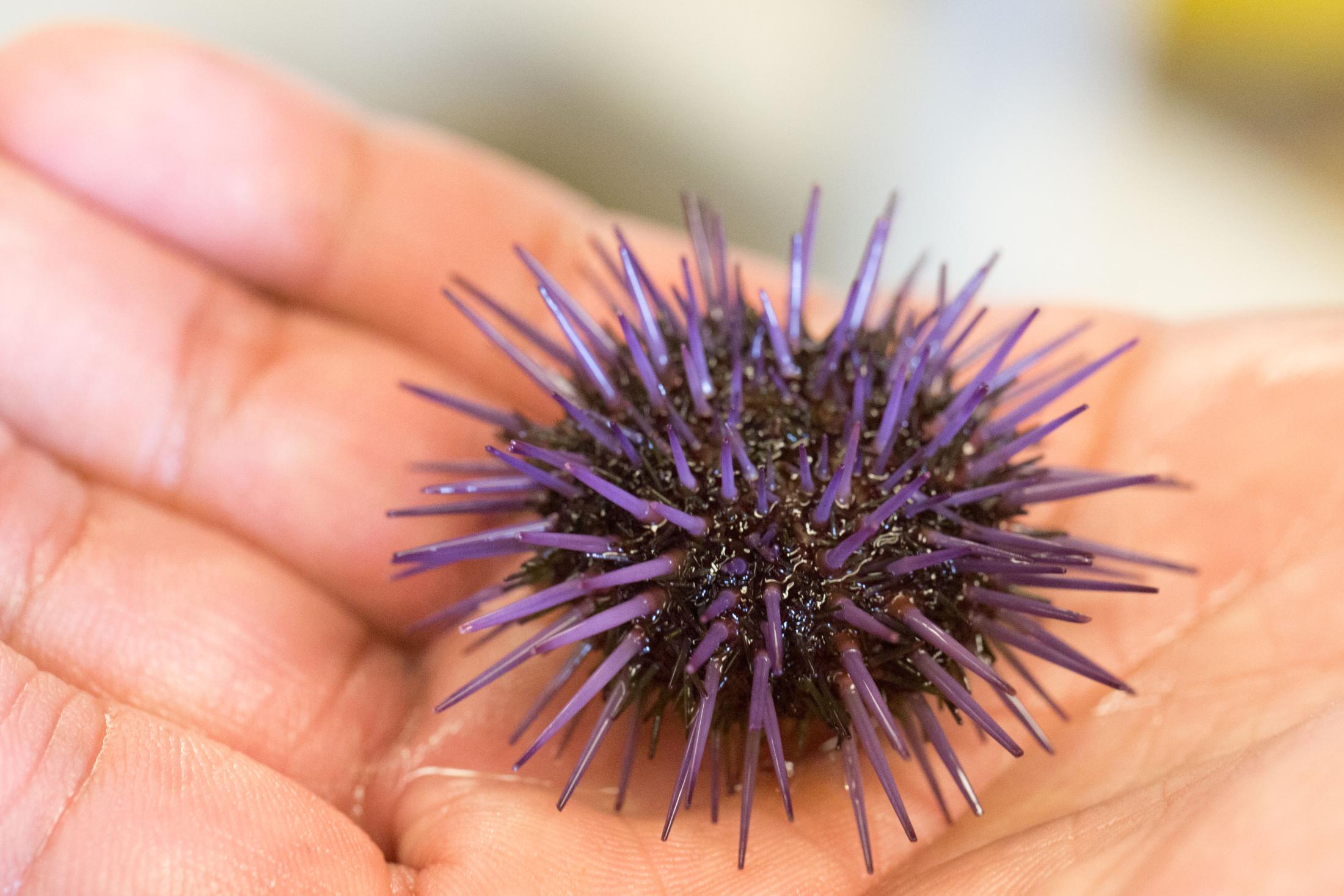 Purple Urchin