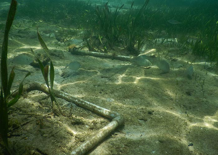 seagrass restoration