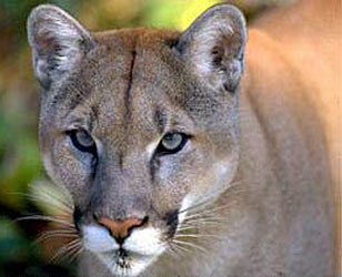 mountain lion