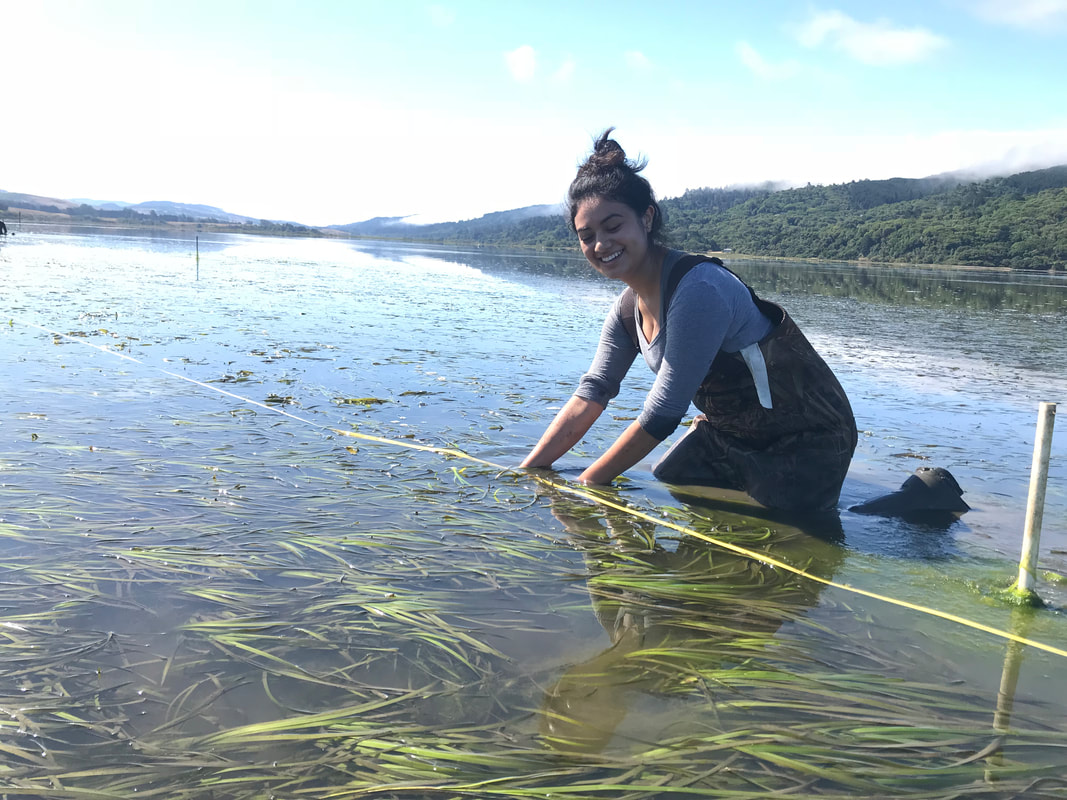 Nayeli Echeverria using a transect. PC: Isabelle Neylan