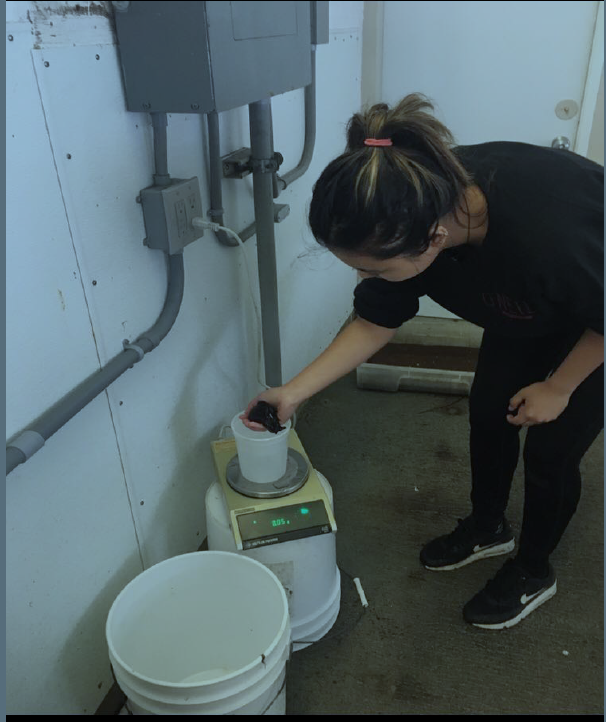 Me weighing these cute little sea hares. PC: Ashley Smart