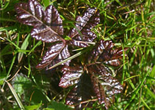 poison oak