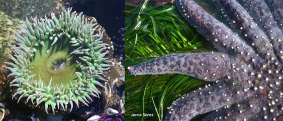 Giant green sea anemone (left), and sunflower sea star (right)