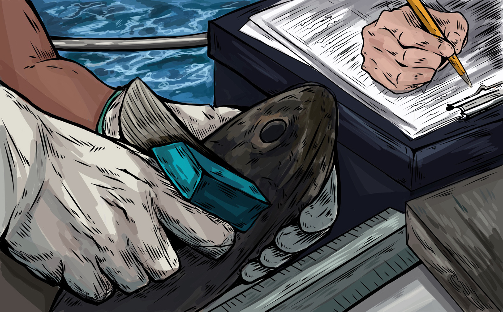 An illustration showing scientists examining and taking data from a rockfish on a boat.