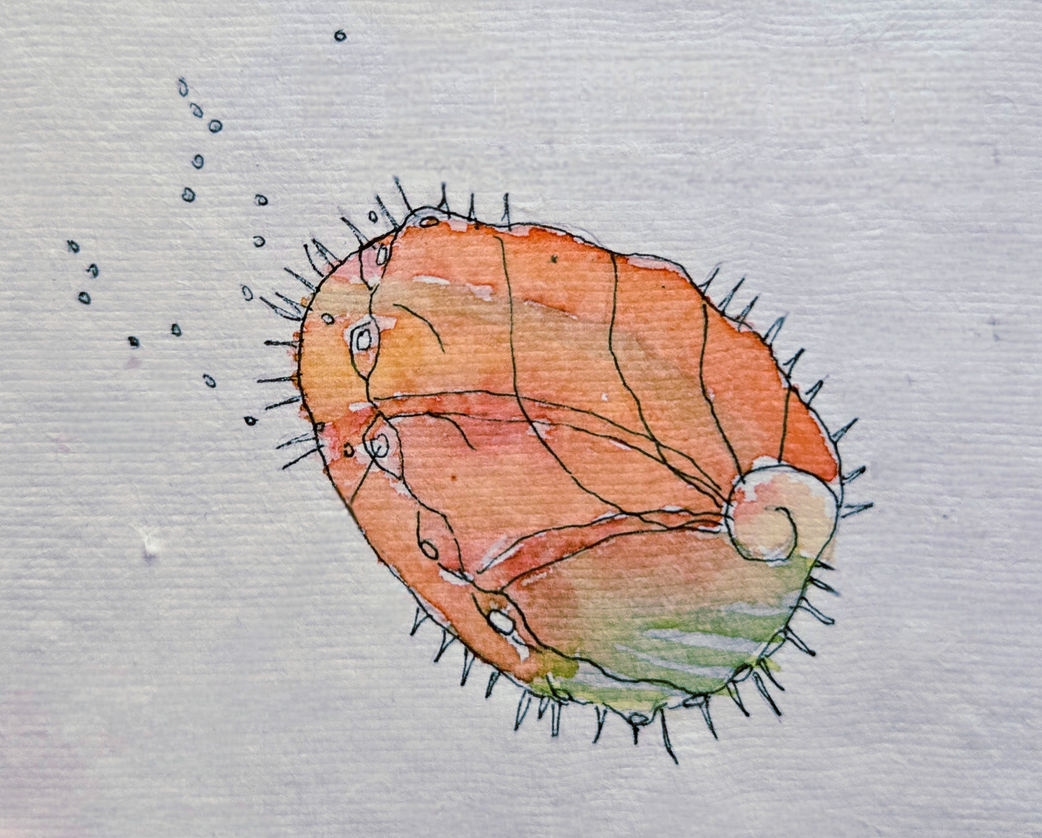 Watercolor and ink illustration of an orange-green oval shaped abalone