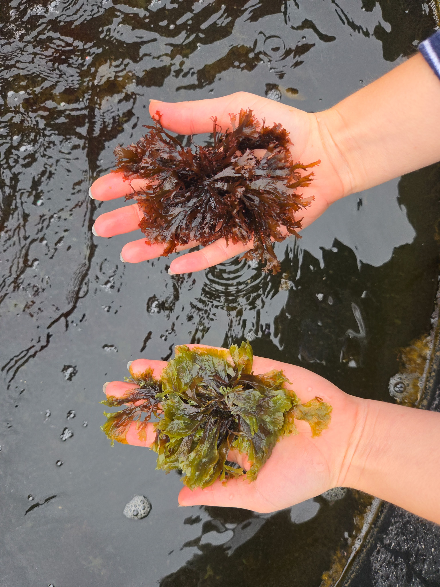 Two hands holding brown-red and green seaweed over rippling dark water