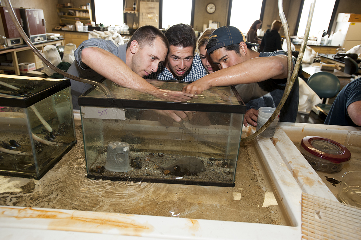 Three students reaching their hands into a large glass tank with sea creatures inside.