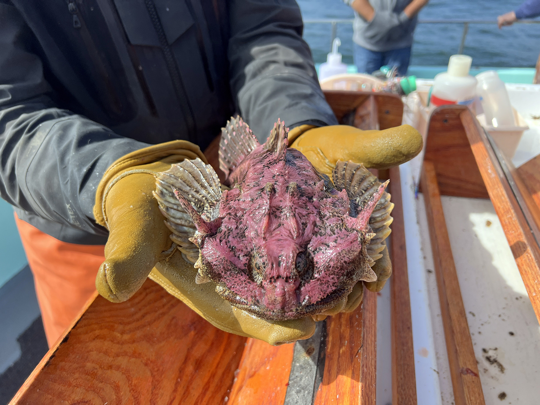 A pair of gloved hands holding a Buffalo Sculpin, a medium sized fish in mottled shades of magenta-red and grey, with a distinct set of "horns" on its head.