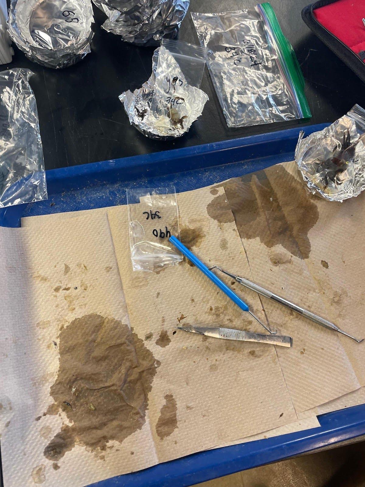 A cardboard pad with dissection equipment on it