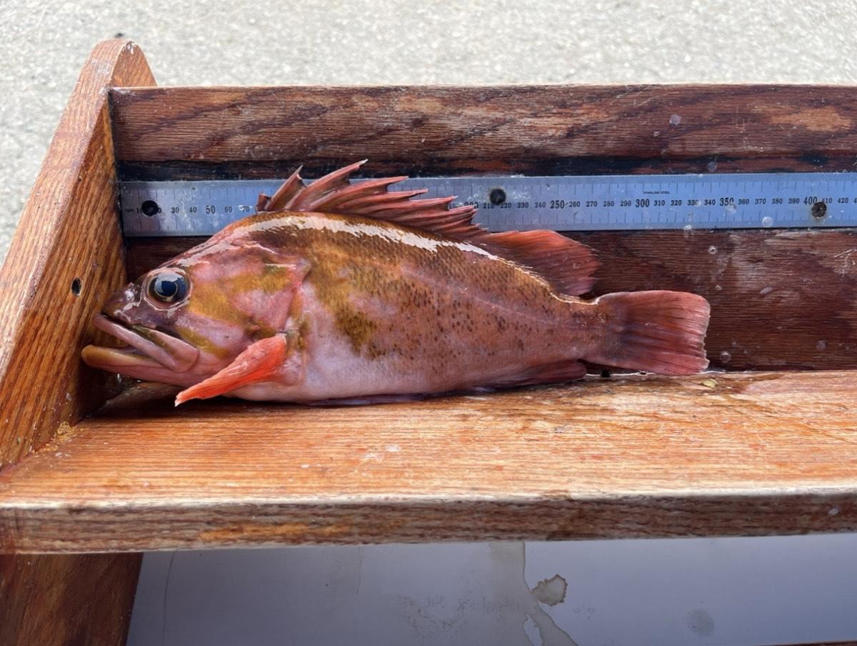 A rockfish caught during a CCFRP fishing trip