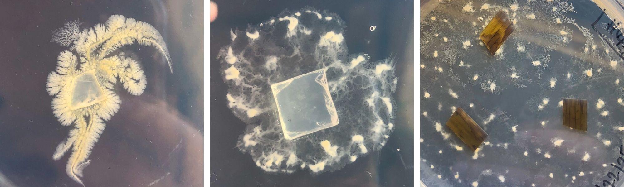 A collage of three images showing growing cultures on glass plates.