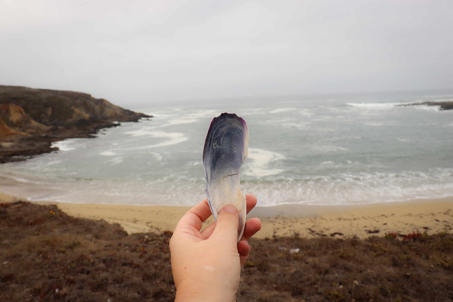 A hand holding a blue and white shell against a blurred background of waves rolling in on a sandy beach