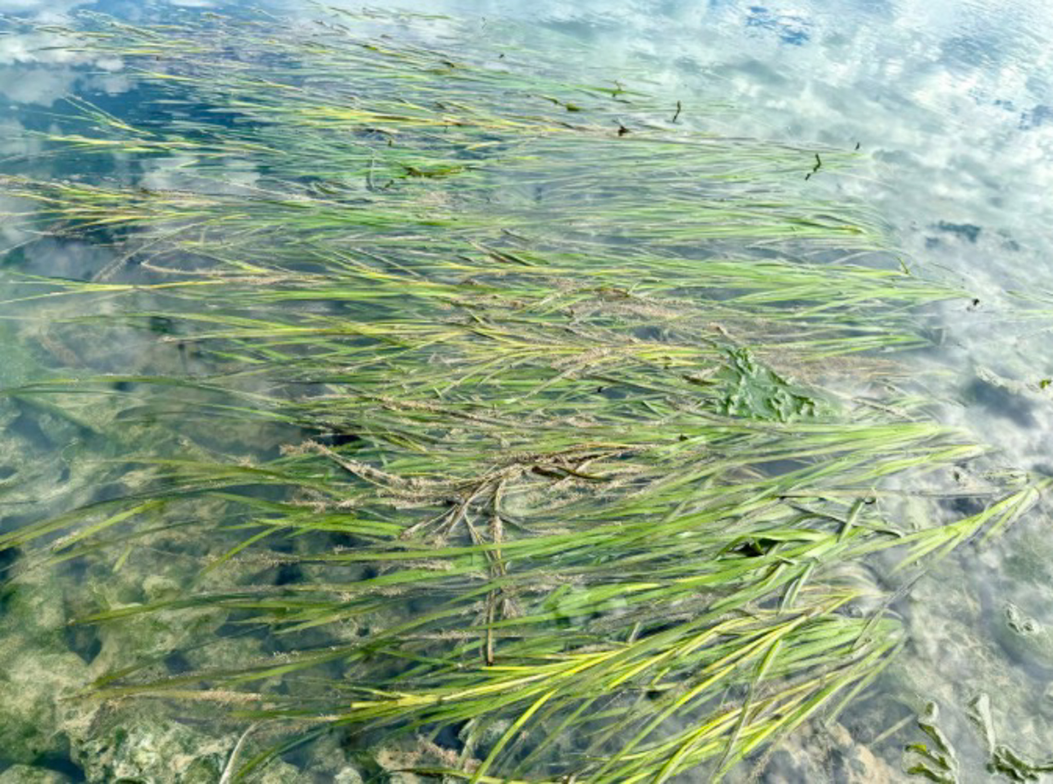 Shallow clear water with long green seagrass blades over a sandy bottom
