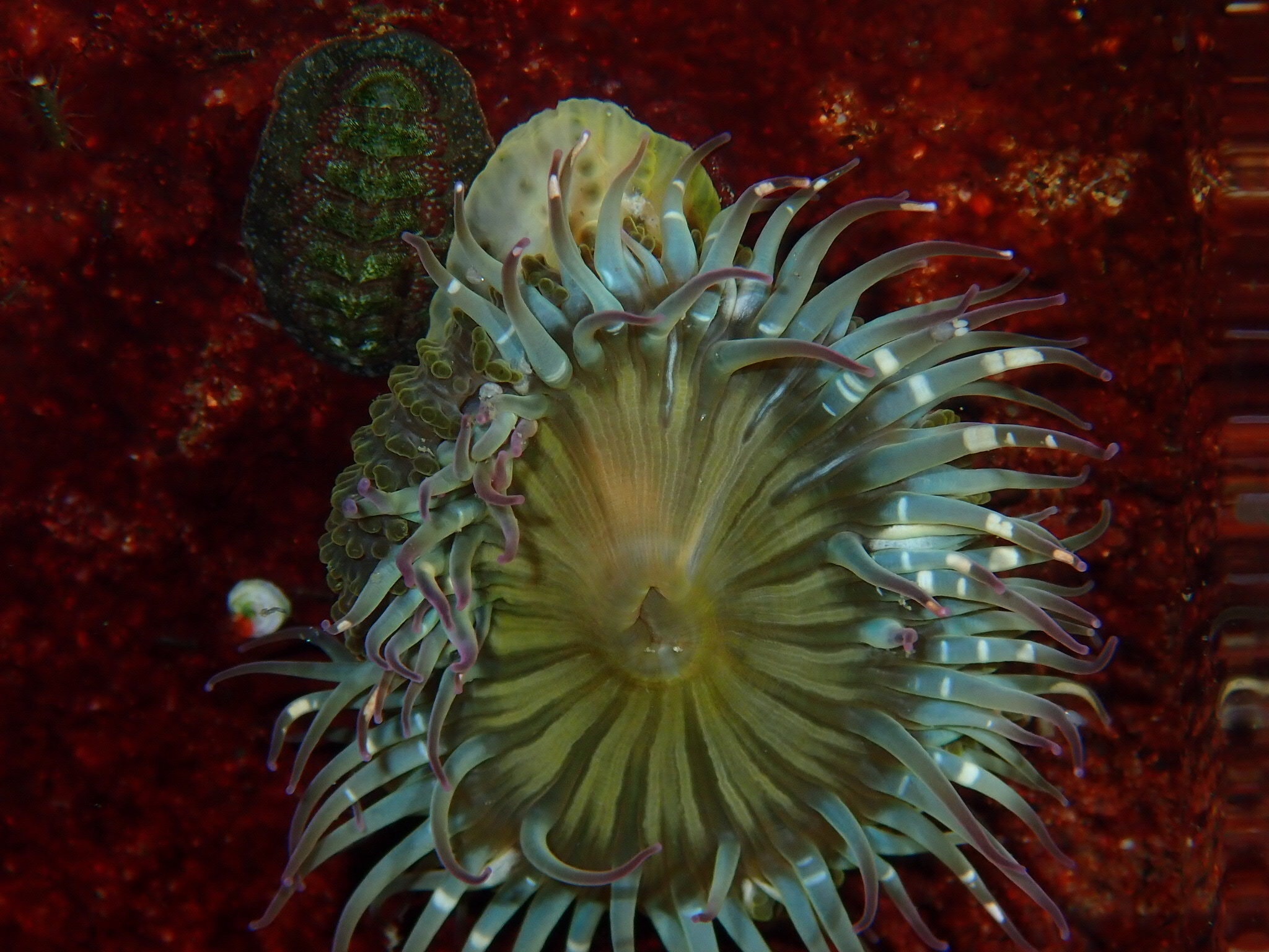 A blue-green anemone