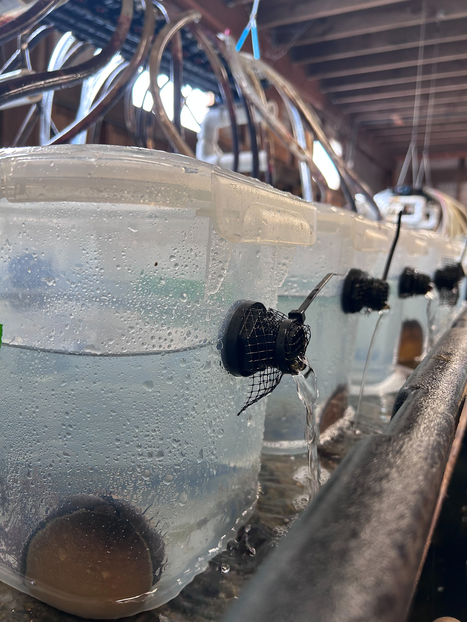 Row of clear jars with black sponge filters and tubing, water droplets on sides