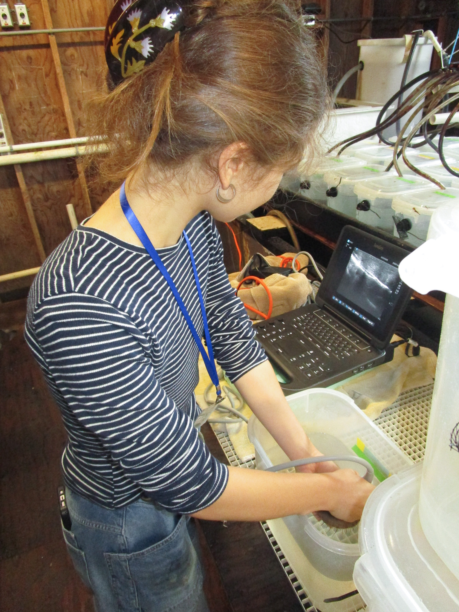 Person with striped shirt working in a marine laboratory.