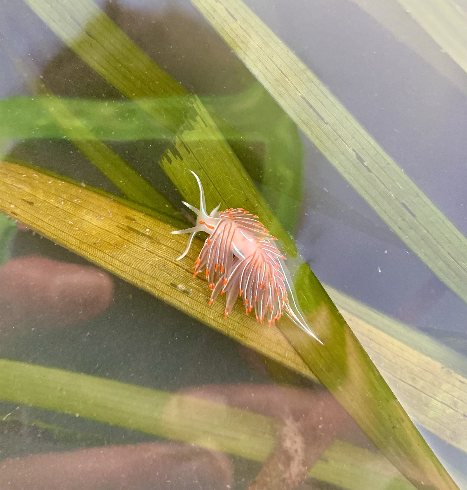 An orange and white nudibranch with iridescent white markings crawling on a blade of seagrass