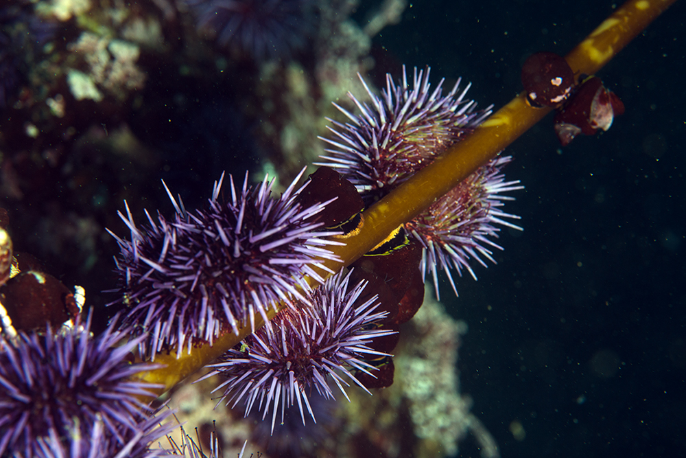 Several purple urchins dining on a piece of kelp