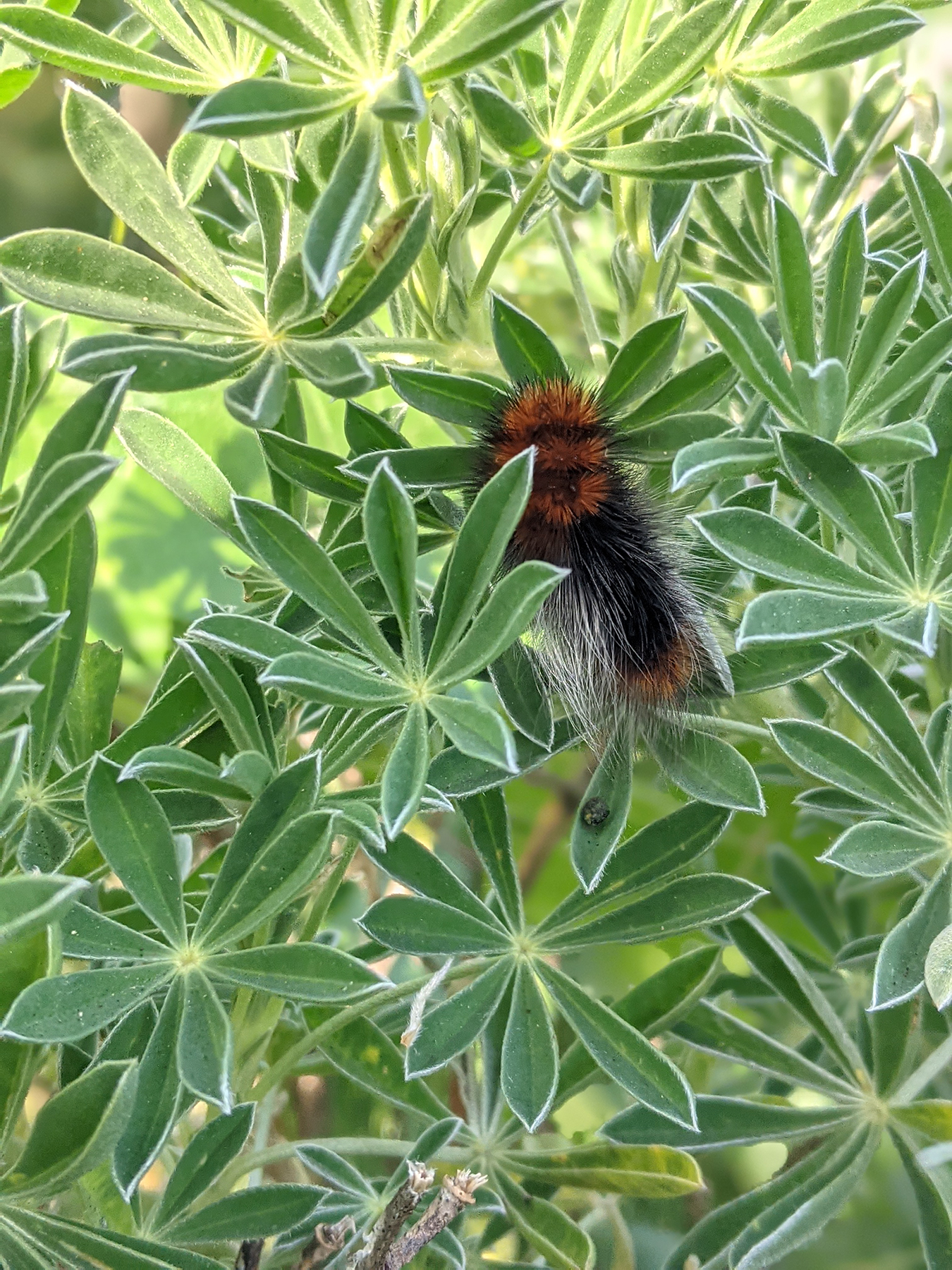 A brown wooly looking caterpillar perched on green leaves