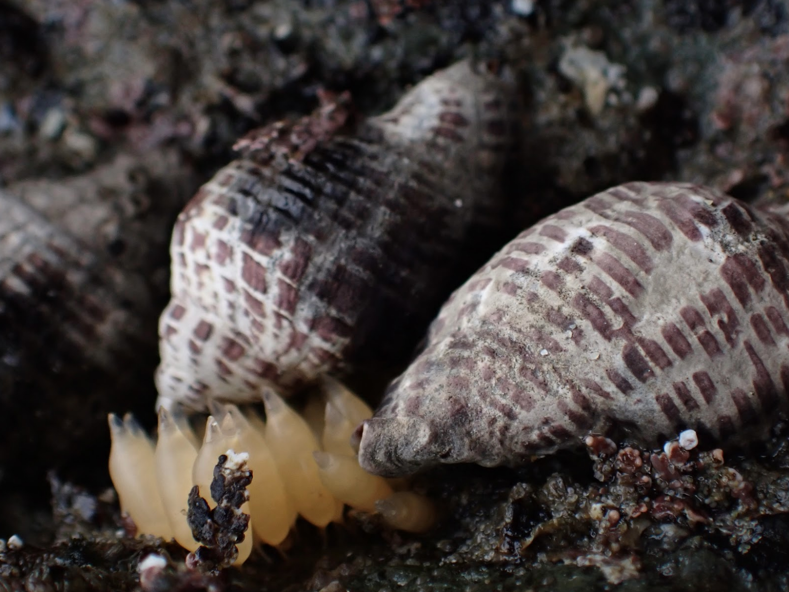 A close up of small snails