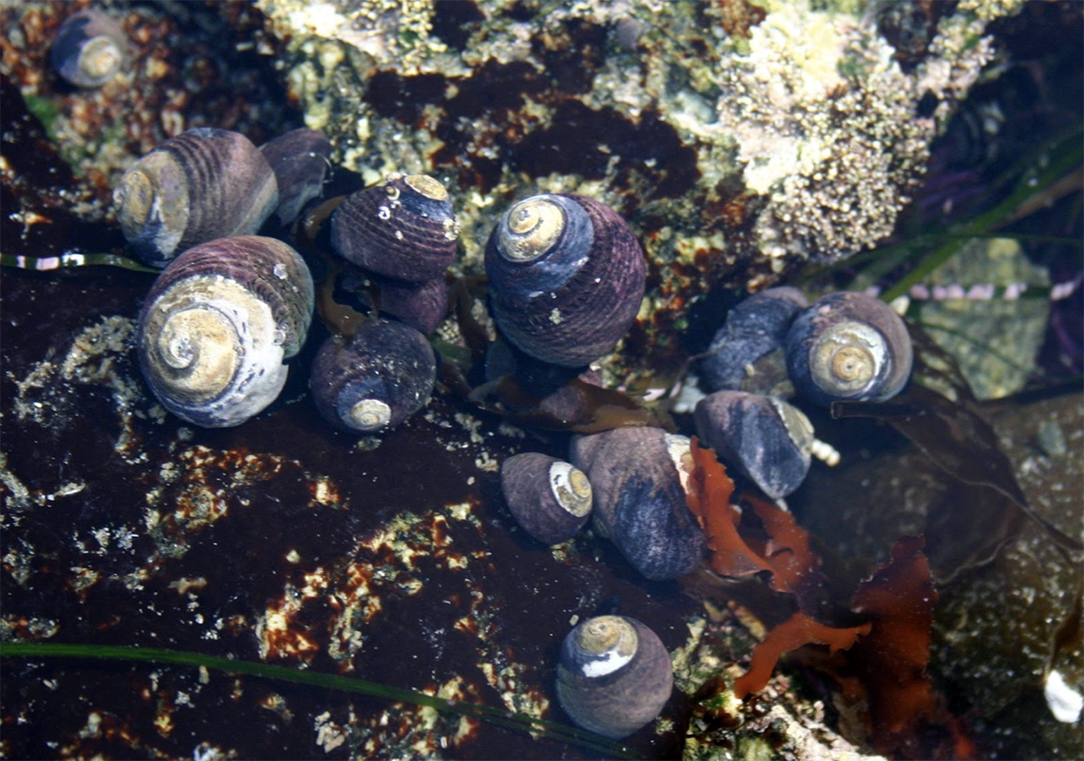 A cluster of purple-black snails on a rock