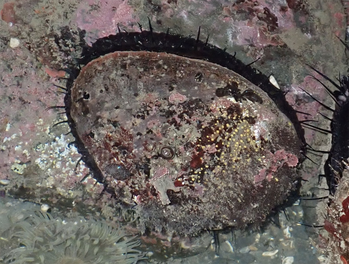 A large red abalone underwater against a rock
