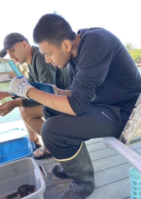 A person in dark clothing and wading boots leaning in to look at the measurement of a green crab