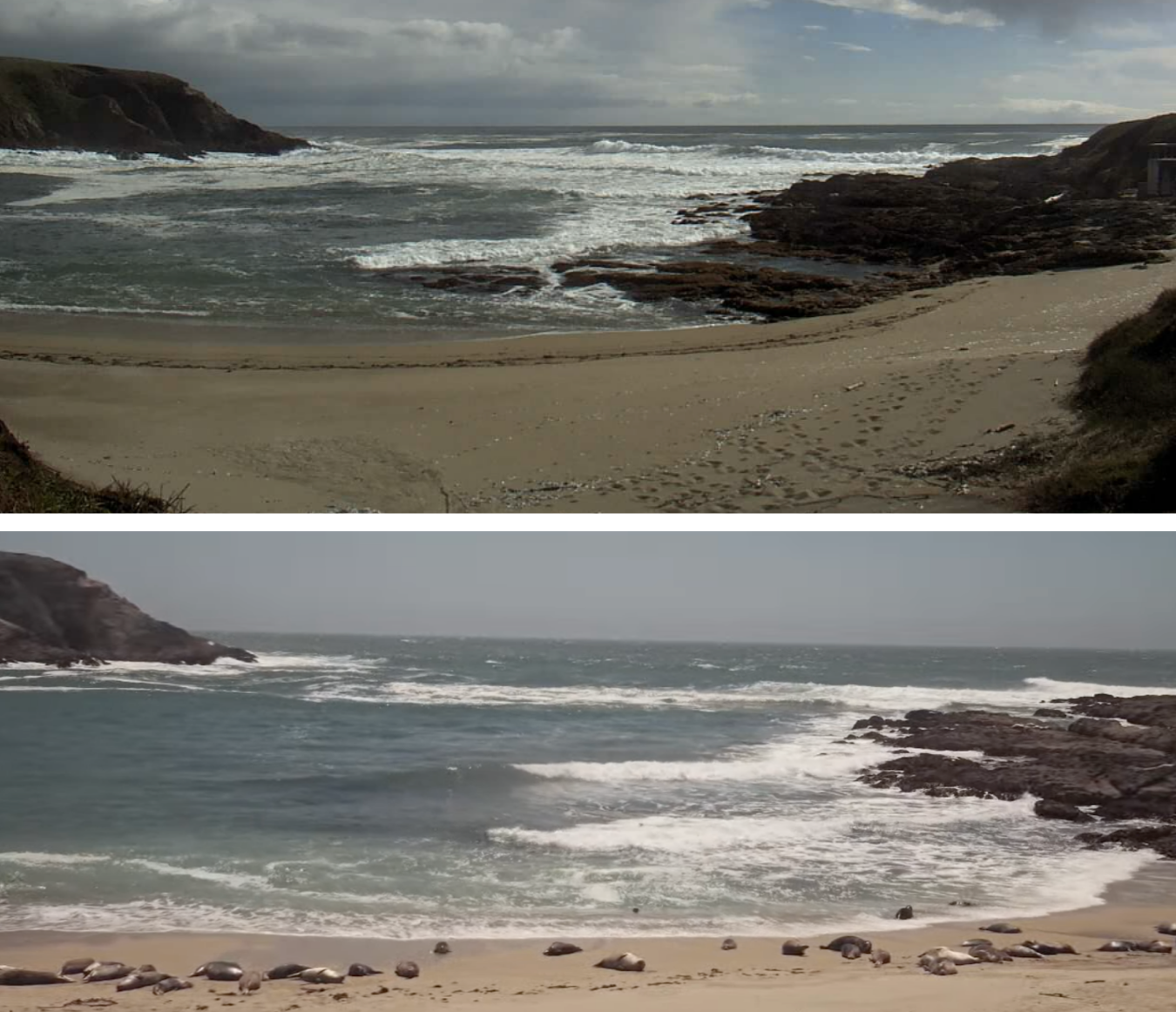 On top is a blurry image of Horseshoe Cove from the old camera, shot at 1 photo per 10 minutes. Bottom, images of Horseshoe Cove from the new camera, where baby seals can be seen basking in the sun, shot at live stream, 720p.