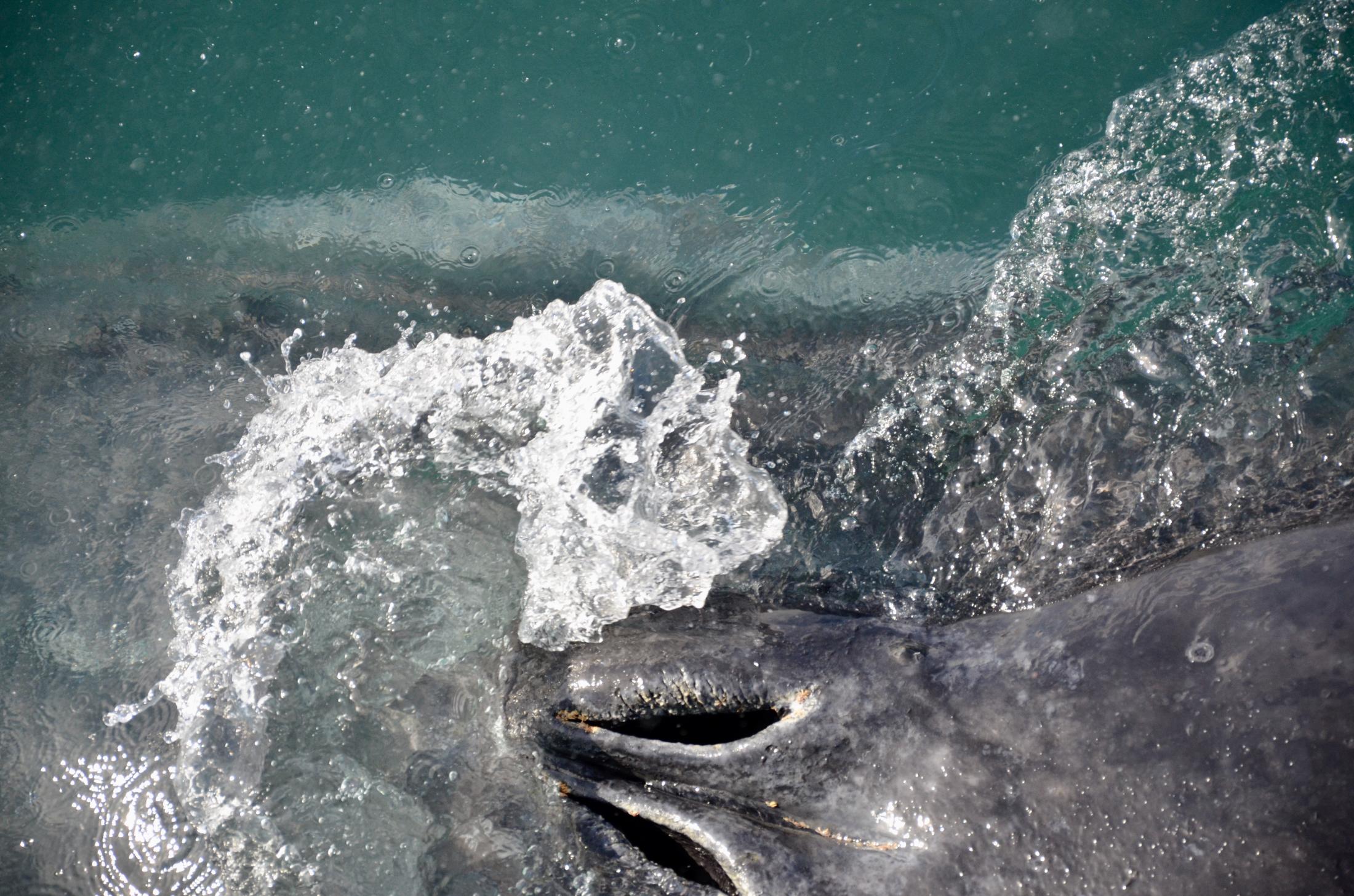 A close-cropped shot of a humpback whale's blowhole, seen from above, with swirls of water around it.